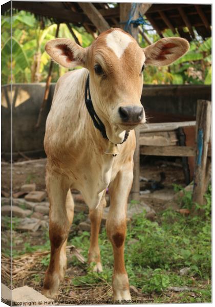 A curious looking Asian light brown beef calf Canvas Print by Hanif Setiawan