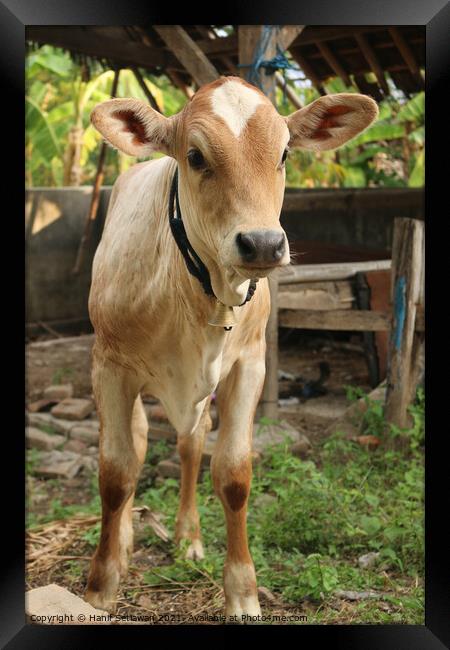 A curious looking Asian light brown beef calf Framed Print by Hanif Setiawan