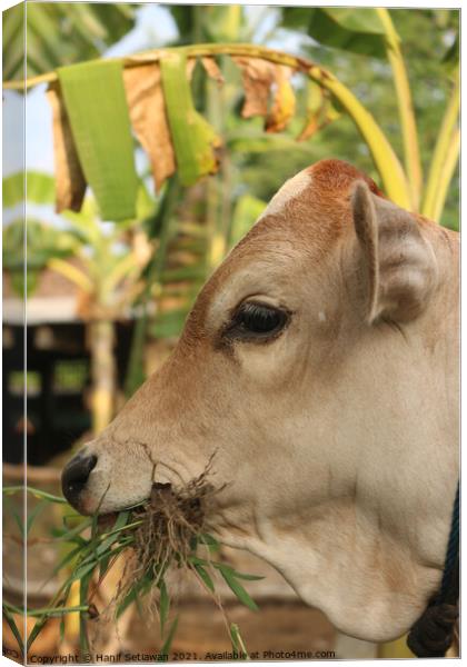 A head of a grass eating light brown beef calf Canvas Print by Hanif Setiawan