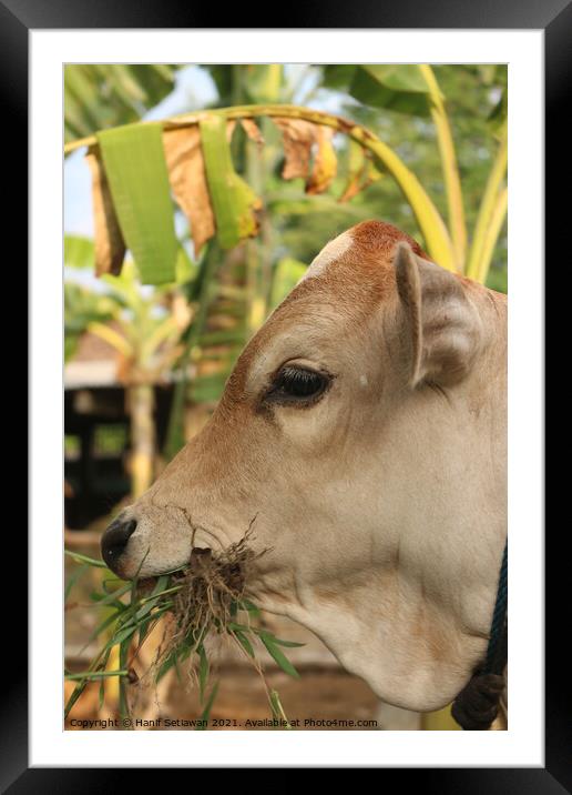 A head of a grass eating light brown beef calf Framed Mounted Print by Hanif Setiawan