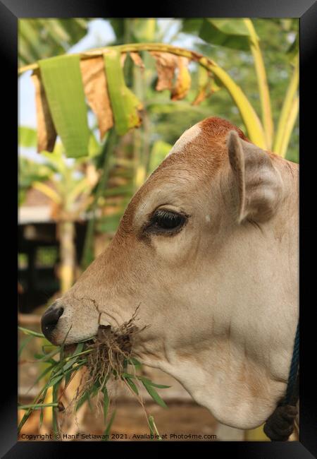 A head of a grass eating light brown beef calf Framed Print by Hanif Setiawan