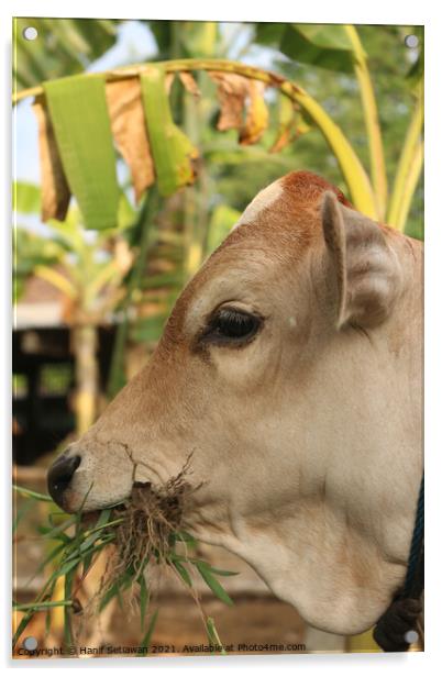 A head of a grass eating light brown beef calf Acrylic by Hanif Setiawan