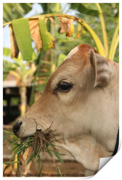A head of a grass eating light brown beef calf Print by Hanif Setiawan