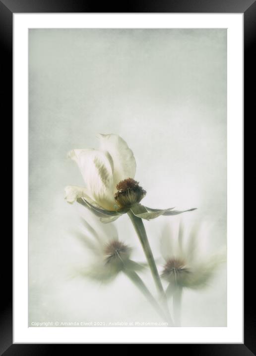 White Rose Framed Mounted Print by Amanda Elwell