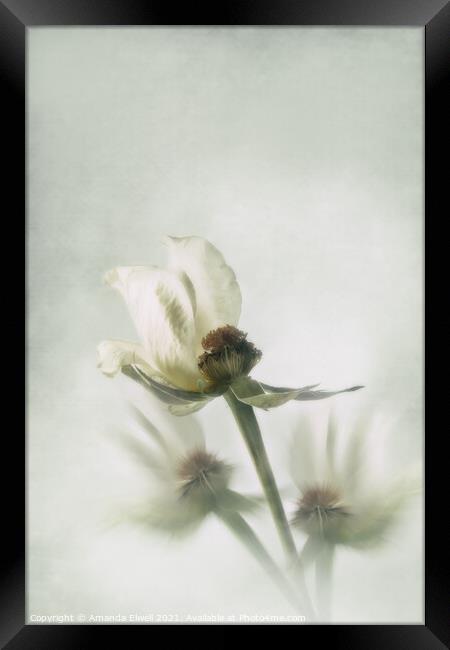 White Rose Framed Print by Amanda Elwell