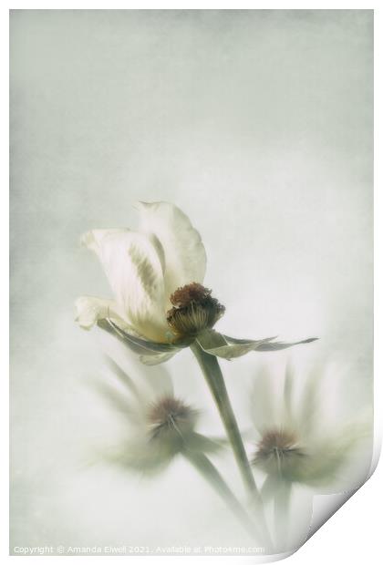 White Rose Print by Amanda Elwell