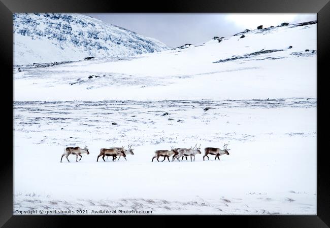 Reindeer in Lapland Framed Print by geoff shoults