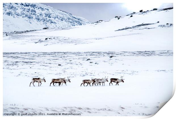 Reindeer in Lapland Print by geoff shoults