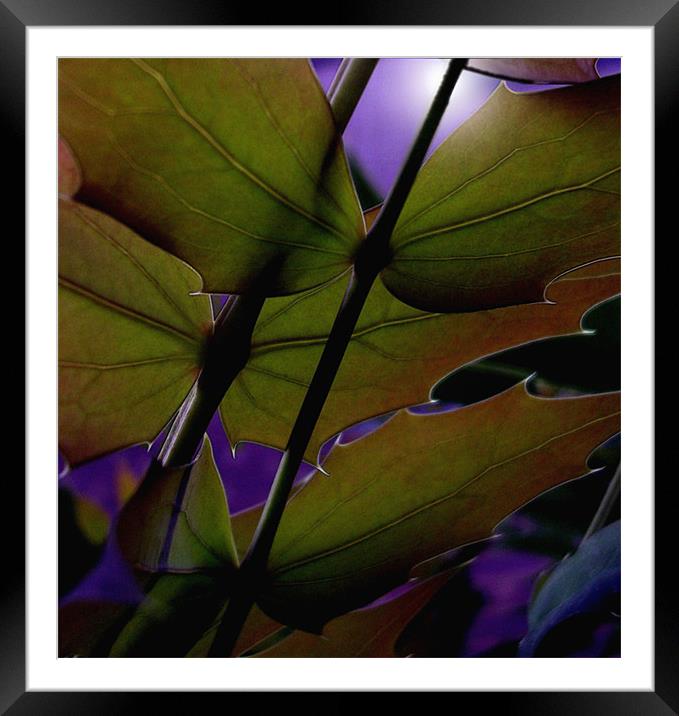 intrigue Framed Mounted Print by Heather Newton
