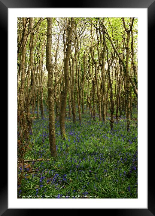Bluebell Woods, Cornwall Framed Mounted Print by Brian Pierce