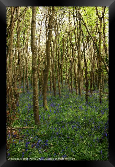 Bluebell Woods, Cornwall Framed Print by Brian Pierce