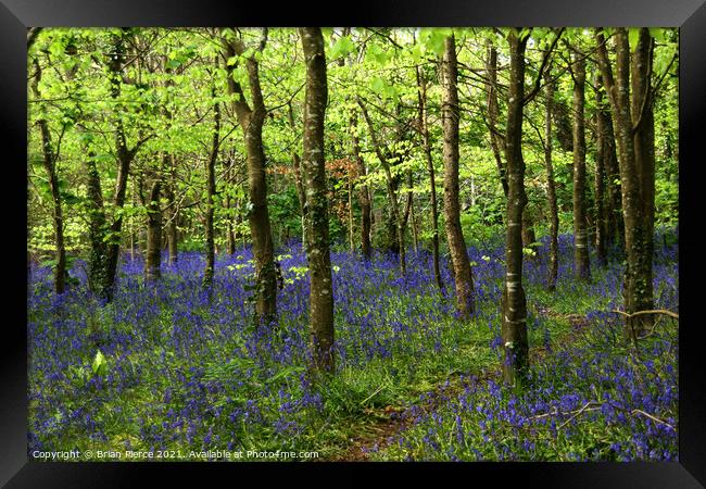 Bluebell Wood, Cornwall  Framed Print by Brian Pierce