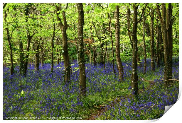 Bluebell Wood, Cornwall  Print by Brian Pierce