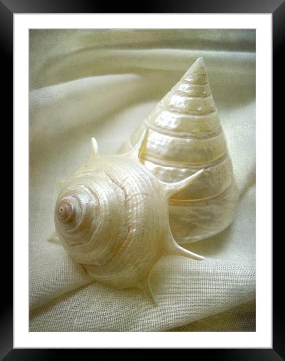 seashell study 2 Framed Mounted Print by Heather Newton