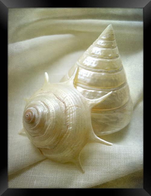 seashell study 2 Framed Print by Heather Newton