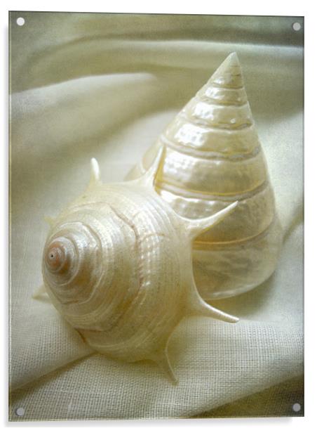 seashell study 2 Acrylic by Heather Newton