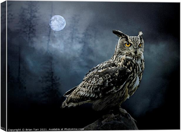 The Nightwatch Owl Canvas Print by Brian Tarr
