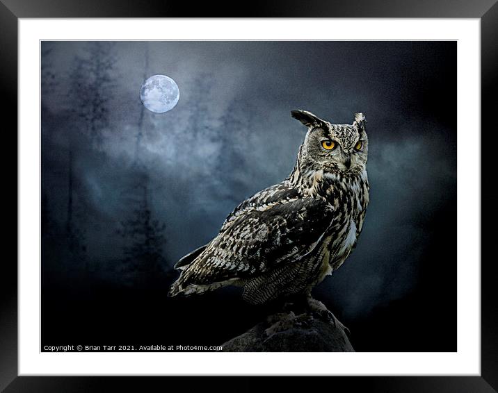 The Nightwatch Owl Framed Mounted Print by Brian Tarr