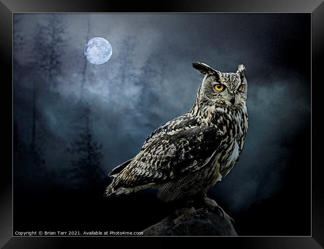 The Nightwatch Owl Framed Print by Brian Tarr