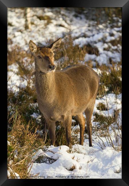 Red Deer In The Snow Framed Print by rawshutterbug 
