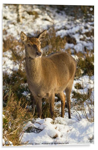 Red Deer In The Snow Acrylic by rawshutterbug 