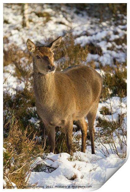 Red Deer In The Snow Print by rawshutterbug 