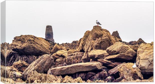 Seagull on the Rocks, Cornwall, England, UK Canvas Print by Mark Llewellyn