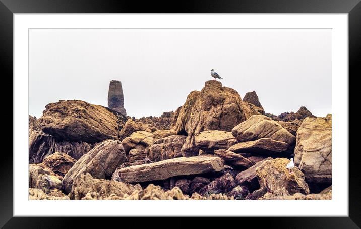 Seagull on the Rocks, Cornwall, England, UK Framed Mounted Print by Mark Llewellyn
