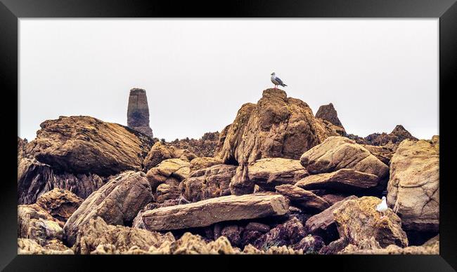 Seagull on the Rocks, Cornwall, England, UK Framed Print by Mark Llewellyn