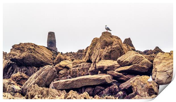 Seagull on the Rocks, Cornwall, England, UK Print by Mark Llewellyn