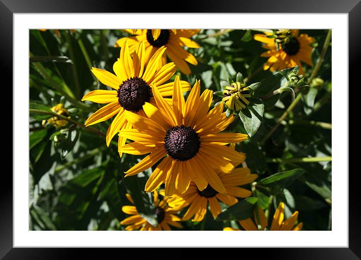 Pair of Sunflowers Framed Mounted Print by Kathryn O'Brien