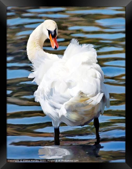 Fluffy Swan  Framed Print by Elaine Manley