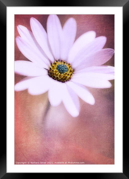 Ethereal African Daisy Framed Mounted Print by Barbara Jones