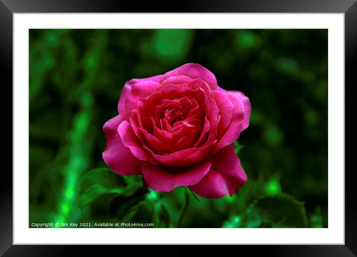 Red Rose Close Up Framed Mounted Print by Jim Key