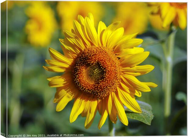 Yellow Sunflower Close Up Canvas Print by Jim Key