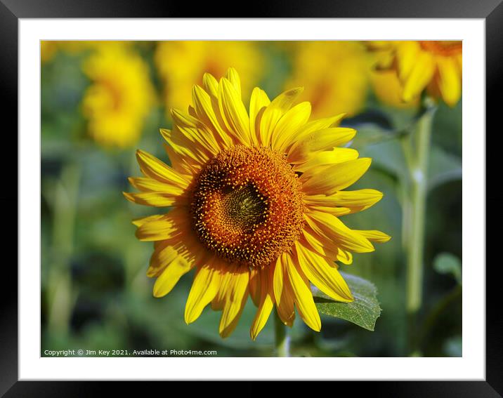 Yellow Sunflower Close Up Framed Mounted Print by Jim Key