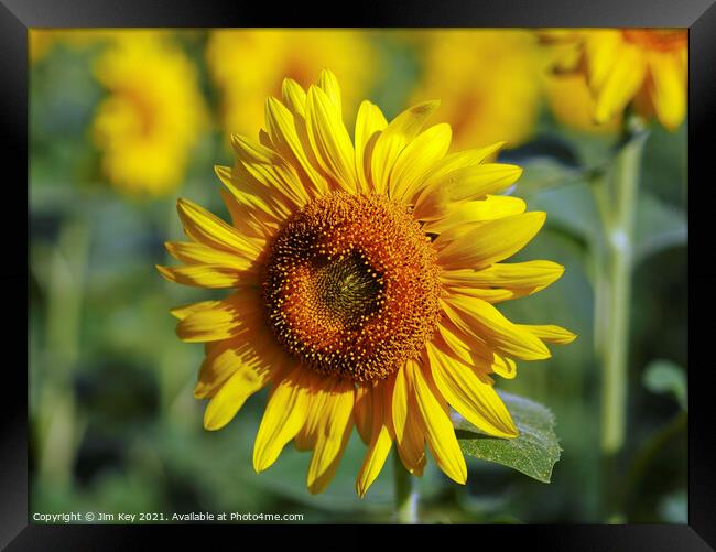 Yellow Sunflower Close Up Framed Print by Jim Key
