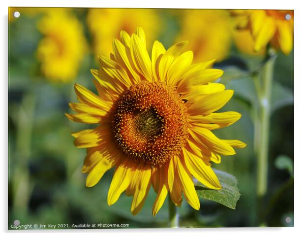 Yellow Sunflower Close Up Acrylic by Jim Key