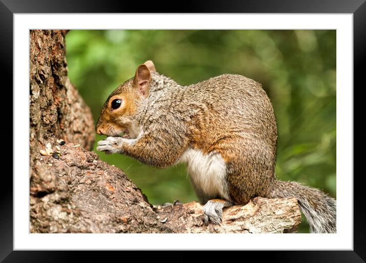 Grey Squirrel at Stover Country Park Framed Mounted Print by Jay Lethbridge