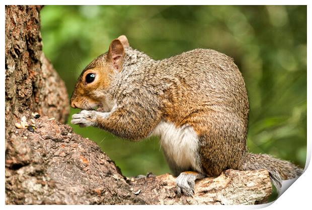 Grey Squirrel at Stover Country Park Print by Jay Lethbridge