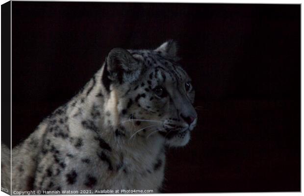 Snow Leopard 1 Canvas Print by Hannah Watson