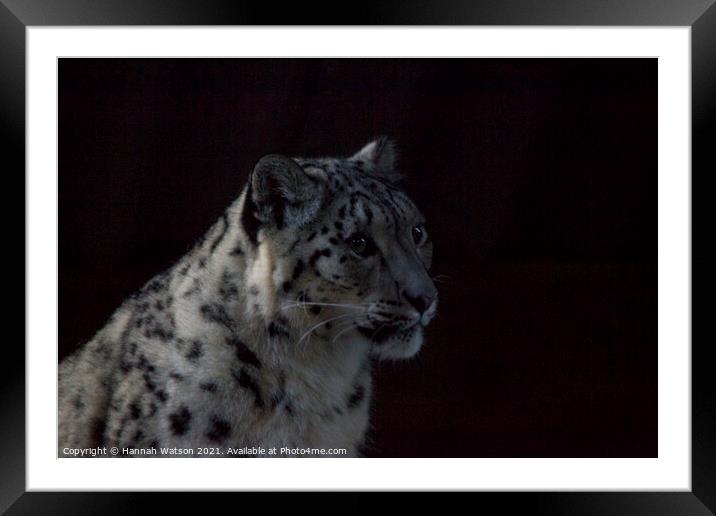 Snow Leopard 1 Framed Mounted Print by Hannah Watson