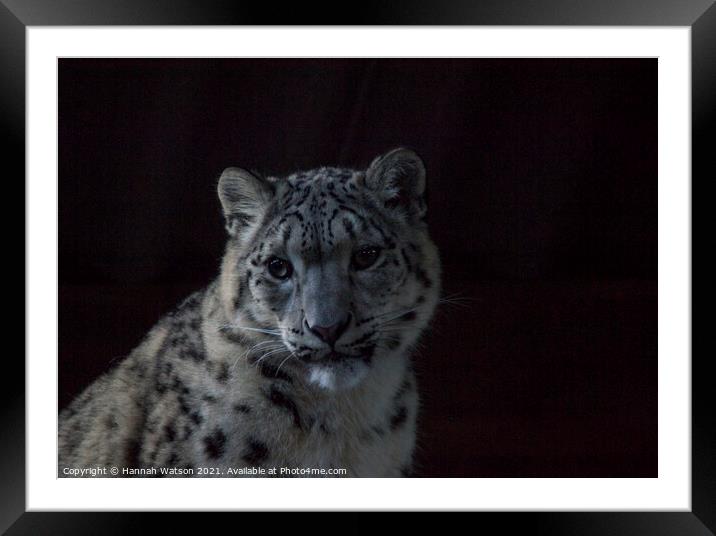 Snow Leopard 2 Framed Mounted Print by Hannah Watson