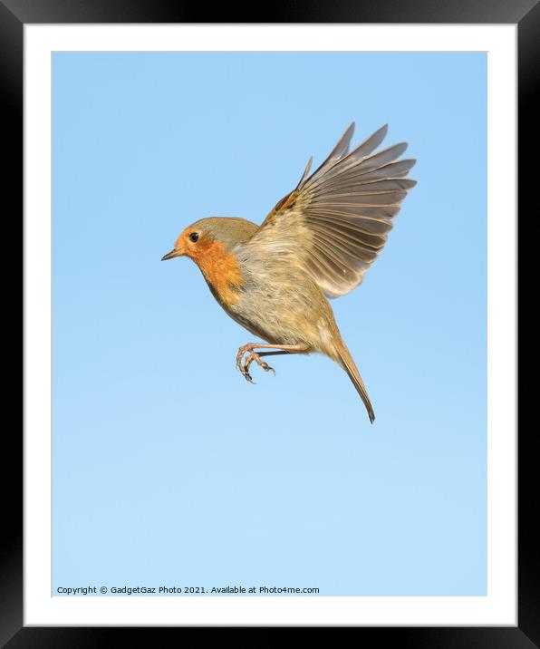 A Robin Redbreast in flight Framed Mounted Print by GadgetGaz Photo
