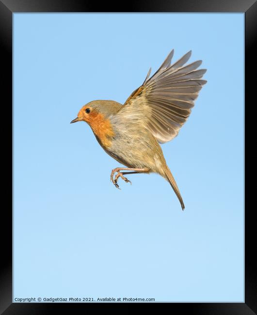 A Robin Redbreast in flight Framed Print by GadgetGaz Photo