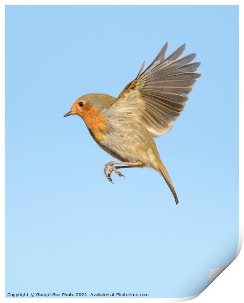 A Robin Redbreast in flight Print by GadgetGaz Photo