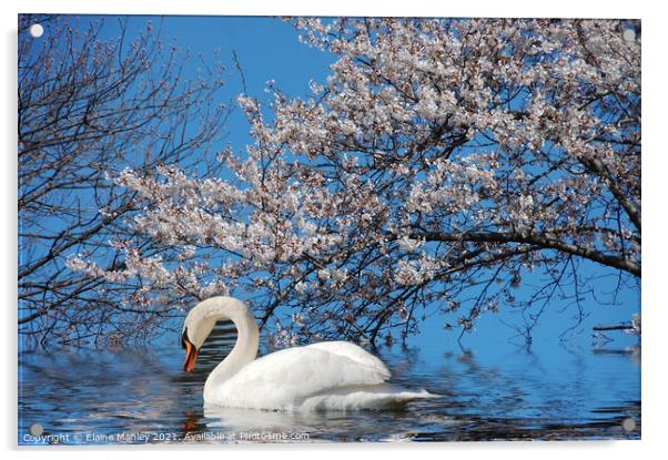 Swan Lake Acrylic by Elaine Manley