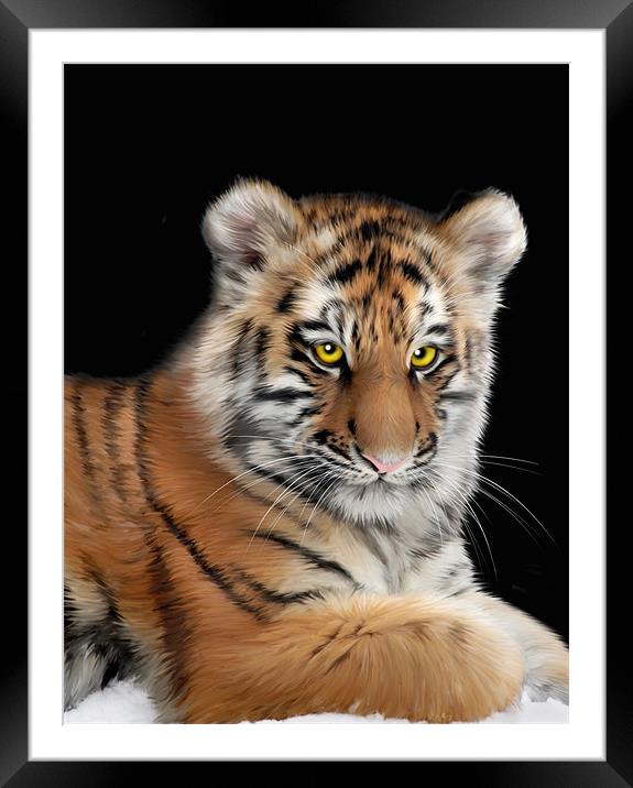 Amur Tiger Framed Mounted Print by Julie Hoddinott
