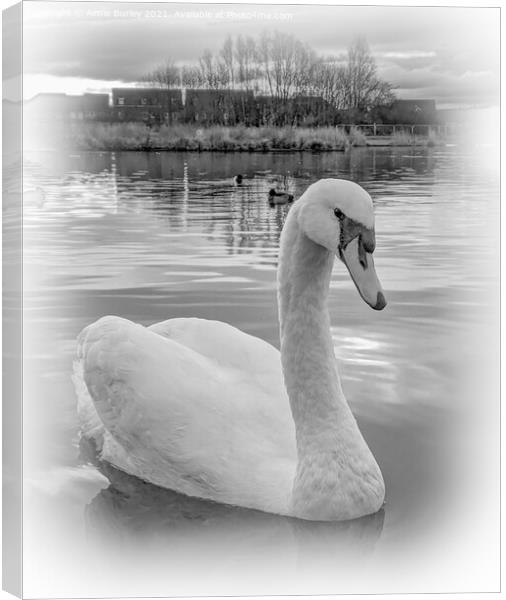 Swan Canvas Print by Aimie Burley