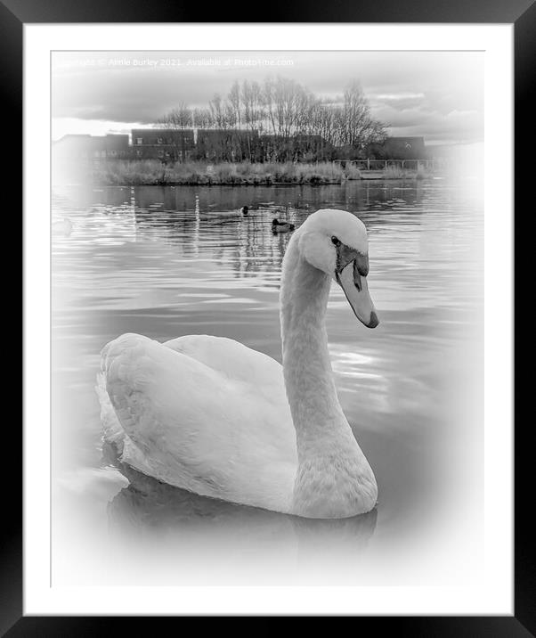 Swan Framed Mounted Print by Aimie Burley
